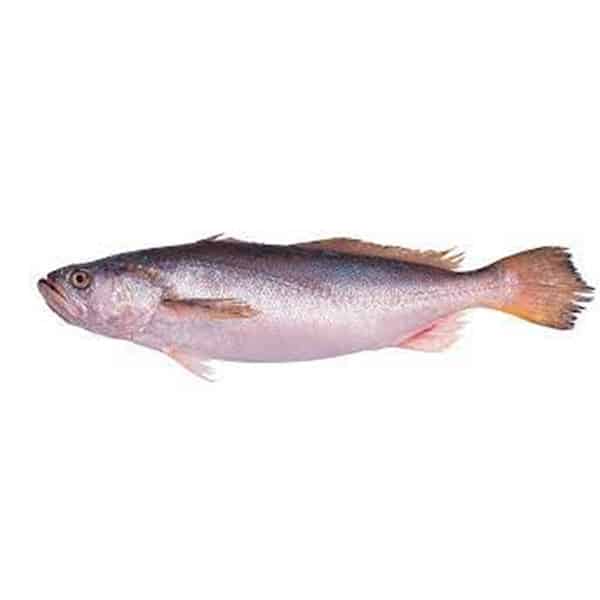 bangamary fish