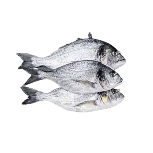grey snapper head fish