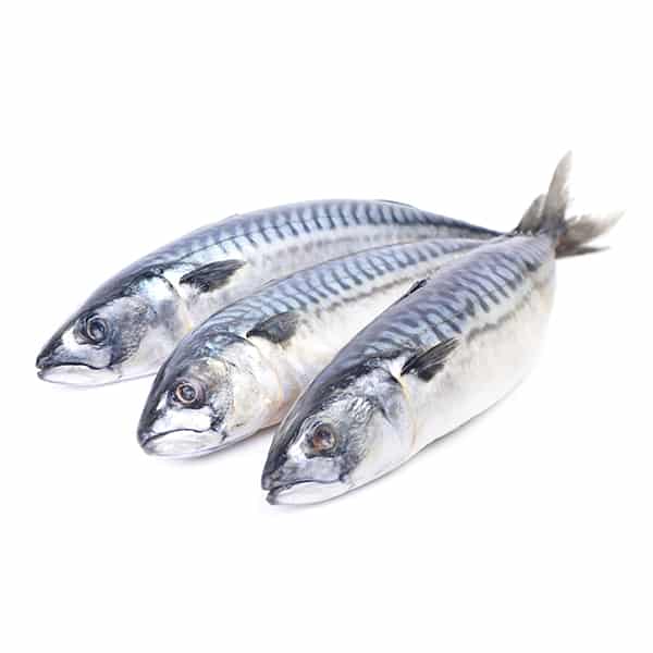 salt mackerel