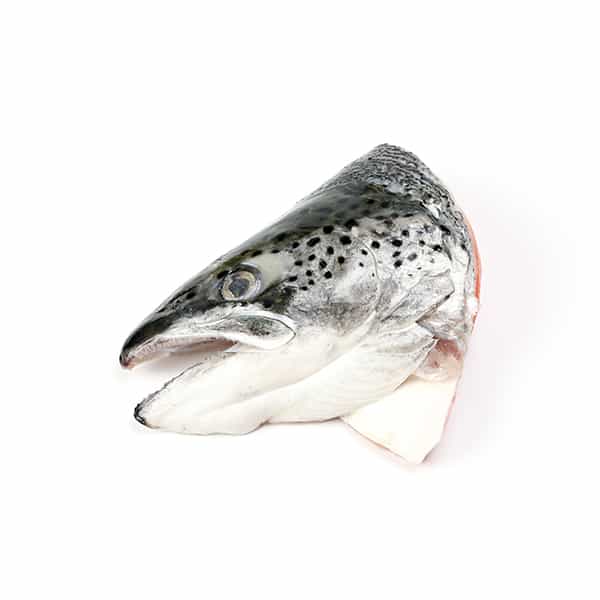 Trout head